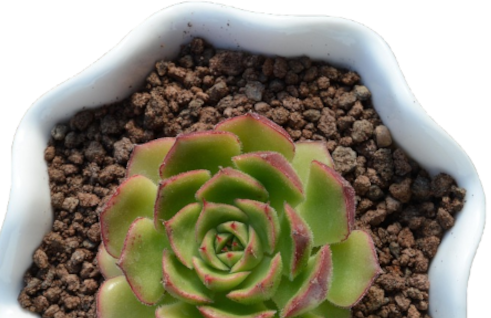 plant